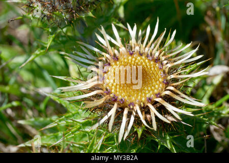 Carline carlina vulgaris (chardon), close up d'un seul capitule début de floraison. Banque D'Images