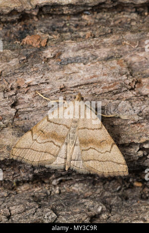 Braungestreifte Spannereule, Herminia tarsicrinalis, Crambus tarsicrinatus, à l'ombre fan-pied, l'Eulenfalter Favrotière des ronces, de la famille des noctuelles, mo Banque D'Images