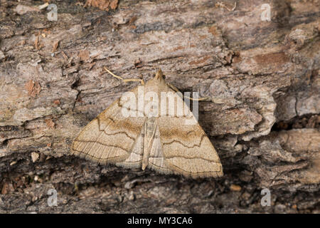 Braungestreifte Spannereule, Herminia tarsicrinalis, Crambus tarsicrinatus, à l'ombre fan-pied, l'Eulenfalter Favrotière des ronces, de la famille des noctuelles, mo Banque D'Images