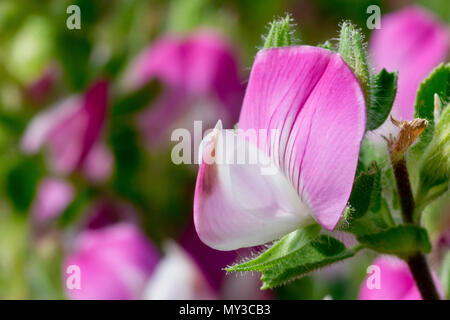 Common Restharrow ou Restharrow (ononis repens), close up d'une seule fleur parmi d'autres. Banque D'Images
