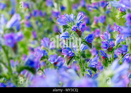 La vipère (Vipérine commune Echium vulgare), un gros plan d'une fleur simple tête hors de beaucoup. Banque D'Images