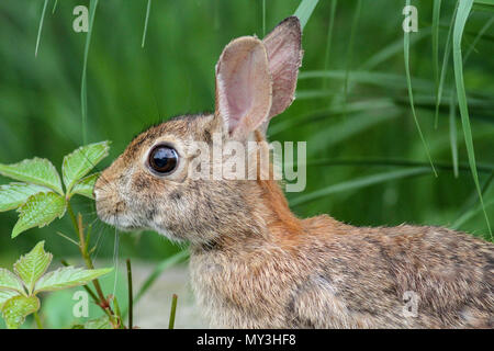 Lapin à manger des plantes dans la cour arrière Banque D'Images