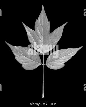 Acer negundo leaf isolé sur fond noir. Tableau négatif. Banque D'Images