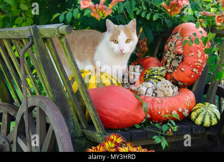 Chat bicolore Rouge-blanc, European Shorthair, posant au milieu pumkins colorés dans une vieille charrette sur une journée d'automne Banque D'Images