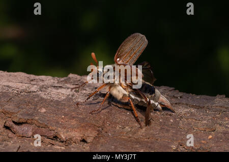 Pour l'insecte Cockchafer wing d'un morceau de bois. UK Banque D'Images