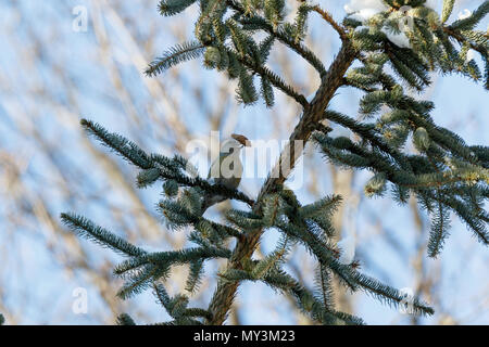 Bec-croisé des sapins (Loxia curvirostra). La Russie, Moscou. Banque D'Images