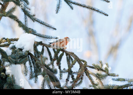 Bec-croisé des sapins (Loxia curvirostra). La Russie, Moscou. Banque D'Images