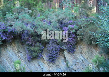 Fleurs violettes à l'intérieur d'une forêt d'Eucalyptus dans les prés des montagnes de Galice. Billet Fleurs Nature. 18 août, 2016. Rebedul, Becerrea Lugo G Banque D'Images