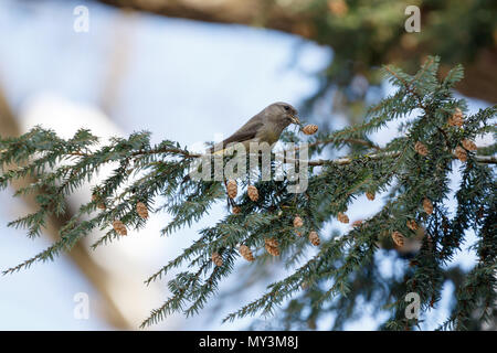 Bec-croisé des sapins (Loxia curvirostra). La Russie, Moscou. Banque D'Images