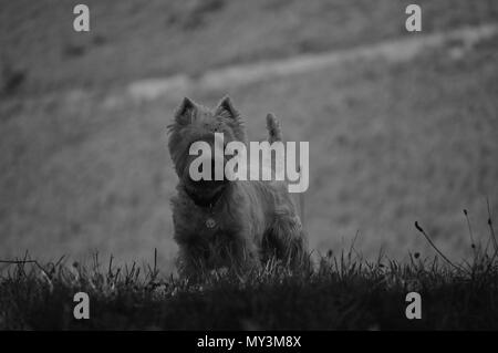 Highland White Terrier Weth chien jouant dans les prés des montagnes de Galice. La photographie en noir et blanc. Billet d'animaux Nature. 18 août, Banque D'Images