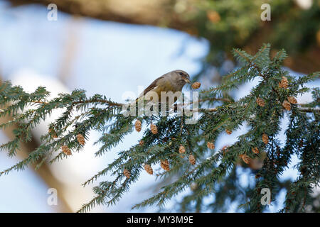 Bec-croisé des sapins (Loxia curvirostra). La Russie, Moscou. Banque D'Images