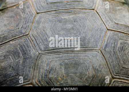 Abstract background texture de la carapace des tortues sale. Banque D'Images
