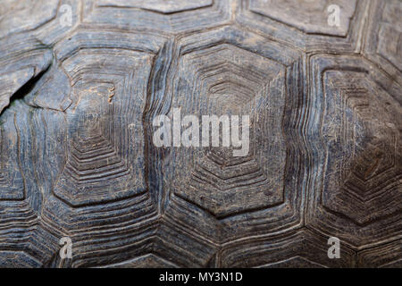 Abstract background texture de la carapace des tortues sale. Banque D'Images