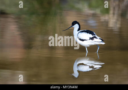 Avocet-Recurvirostra avosetta. Au printemps. Uk Banque D'Images