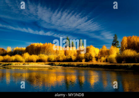 Couleur automne aspenn arbres et rivière Deschutes. Centre de l'Oregon Banque D'Images