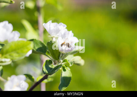 Abeille sur fleur de pommier, gros plan sur l'arrière-plan flou Banque D'Images