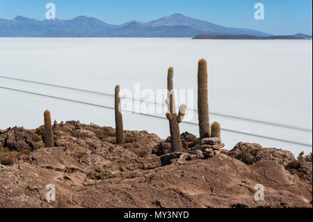 Cactus Trichoreceus sur Isla Incahuasi (Isla del Pescado-Fish Island) au milieu de la plus grande plaine de sel Salar de Uyuni, Bolivie Banque D'Images