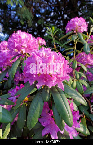 Gros plan des fleurs de rhododendron rose qui fleurissent au printemps Banque D'Images