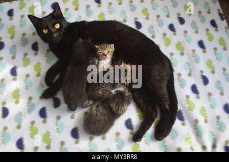 Mère Black Cat nursing chatons Banque D'Images