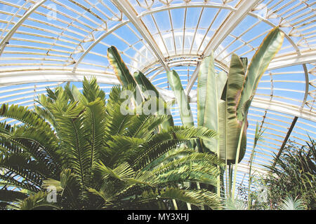 Palmiers, bananiers leafes dans la Palm House de Kew Gardens, Londres. Banque D'Images