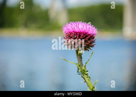 Thistle fermer contre le pont asparuhov floue à Varna Banque D'Images