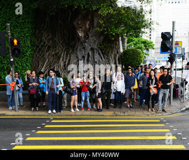 Les piétons article par un gros arbre banyan sur Canton Road à TCT, Hong Kong. Banque D'Images