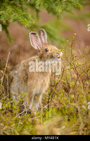 Le Lièvre variable, le lièvre (Lepus americanus) au printemps avec l'infestation de tiques, de manger les bourgeons et rameaux, Grand Sudbury, Ontario, Canada Banque D'Images