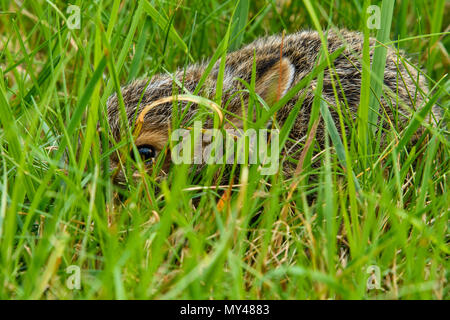 Lièvre variable (Lepus americanus) au nouveau-né de se cacher dans l'herbe, le Grand Sudbury, Ontario, Canada Banque D'Images