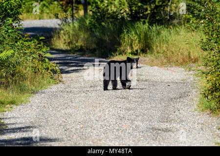 L'ours noir (Ursus americanus) marcher dans une allée, Grand Sudbury, Ontario, Canada Banque D'Images