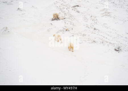 Le littoral de la Baie d'Hudson au moment du gel de l'air- L'ours polaire, le parc national Wapusk, Cape Churchill, Manitoba, Canada Banque D'Images