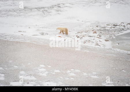 Le littoral de la Baie d'Hudson au moment du gel de l'air- L'ours polaire, le parc national Wapusk, Cape Churchill, Manitoba, Canada Banque D'Images