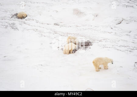 Le littoral de la Baie d'Hudson au moment du gel de l'air- L'ours polaire, le parc national Wapusk, Cape Churchill, Manitoba, Canada Banque D'Images