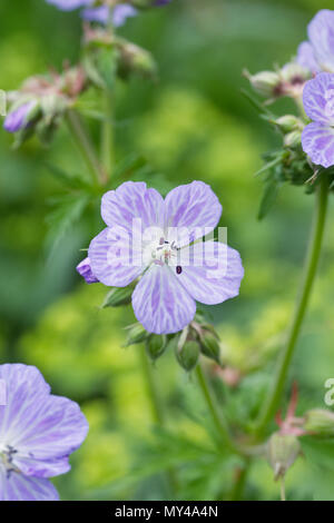 Geranium pratense 'Mrs Kendall Clark' fleurs. Banque D'Images