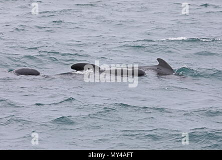 Globicéphale noir (Globicephala melas melas) revêtement de zone Golfe de Gascogne, Océan Atlantique peut Banque D'Images