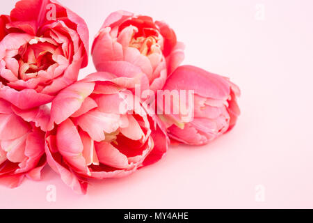 Beau bouquet de tulipes roses sur fond rose. Carte de vœux, Close up. Banque D'Images