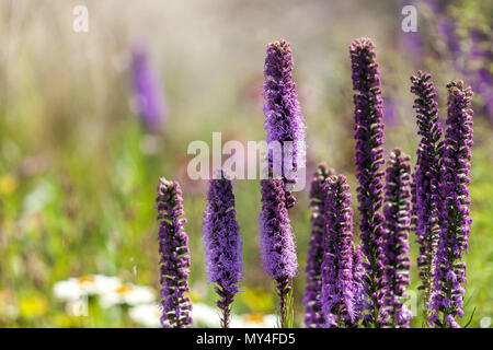 Liatris spicata, liatris, Gay feather Banque D'Images