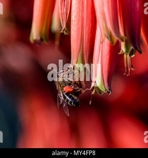 Une cape rouge en quête d'Abeilles fleurs d'Aloès dans le sud de l'Afrique Banque D'Images