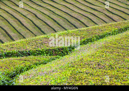 Les plantations de thé de Porto Formoso sur l'île de São Miguel, Açores, Portugal. Açores accueille la seule plantation tel en Europe. Un paysage extraordinaire de na Banque D'Images