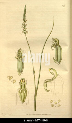 . Illustration de Microtis parviflora . 1835. Franz Bauer (1758-1840) del., Swan sc. 362 Microtis parviflora Banque D'Images