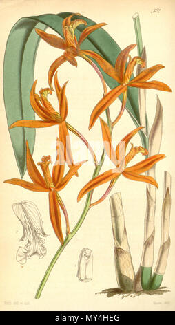 . Illustration de Sophronitis cinnabarina (comme syn. Diplocentrus cinnabarina) . 1847. Walter Hood Fitch (1817-1892) del. et lith. 496 Sophronitis cinnabarina (comme Diplocentrus cinnabarina ) - Curtis' 73 (Ser. N° 3 3) pl. 4302 (1847) Banque D'Images