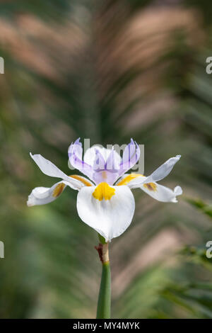 Dietes grandiflora, Grand iris sauvage. Iris flower Fairy Banque D'Images