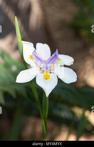 Dietes grandiflora, Grand iris sauvage. Iris flower Fairy Banque D'Images