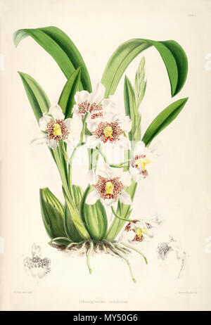 . Anglais : Illustration de Rhynchostele aptera (comme syn. Odontoglossum nebulosum) English : Planche couleur d'Odontoglossum nebulosum Lindl., sert. Orchid. : t. 25 (1838) ; Rhynchostele aptera (Lex.) Soto Arenas & Salazar, Orquídea (Mexico), n.s., 13 : 146 (1993). Dans : une monographie de l'Odontoglossum', James Bateman, 1874 . 1874. Walter Hood Fitch del. et lith. James Bateman éd. 454 Rhynchostele aptera (comme Odontoglossum nebulosum) - pl. 1 - Bateman - une monographie de l'Odontoglossum Banque D'Images
