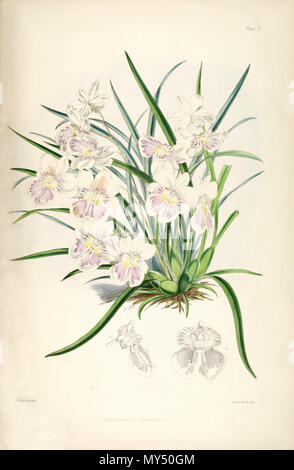 . Illustration de Miltoniopsis phalaenopsis (comme syn. Odontoglossum phalaenopsis) . 1874. Walter Hood Fitch del. et lith. James Bateman éd. 364 Miltoniopsis phalaenopsis (comme Odontoglossum phalaenopsis) - pl. 3 - Bateman - une monographie de l'Odontoglossum Banque D'Images