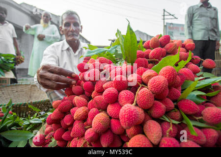 Pelures de litchi de regarder dans Shimultoli Rooppur au Bazar, Ishwardi , le Bangladesh. Banque D'Images