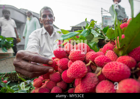 Pelures de litchi de regarder dans Shimultoli Rooppur au Bazar, Ishwardi , le Bangladesh. Banque D'Images