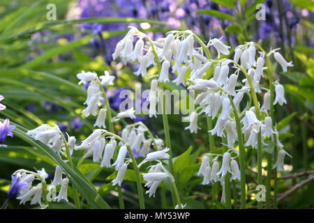 Bluebells espagnol blanc Banque D'Images