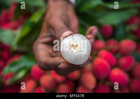 Pelures de litchi de regarder dans Shimultoli Rooppur au Bazar, Ishwardi , le Bangladesh. Banque D'Images