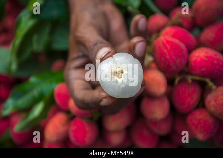 Pelures de litchi de regarder dans Shimultoli Rooppur au Bazar, Ishwardi , le Bangladesh. Banque D'Images