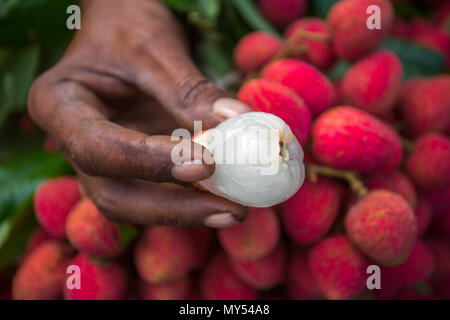 Pelures de litchi de regarder dans Shimultoli Rooppur au Bazar, Ishwardi , le Bangladesh. Banque D'Images